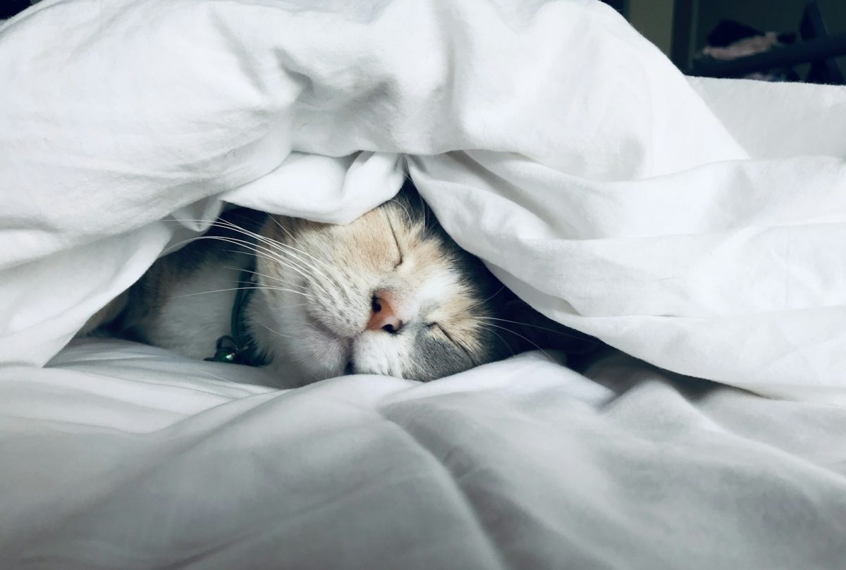 Le sommeil du juste